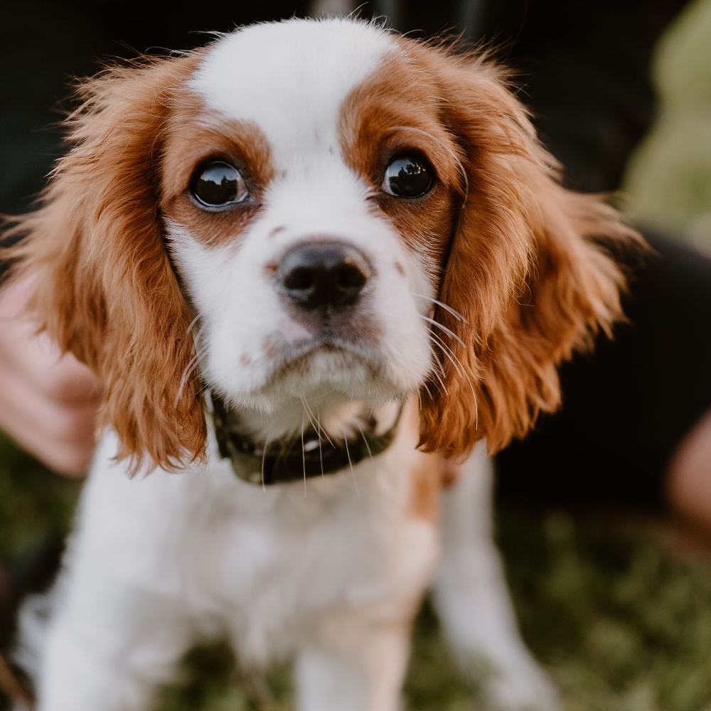 Meet your Posher, Nika